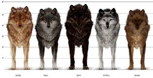 grey wolf size